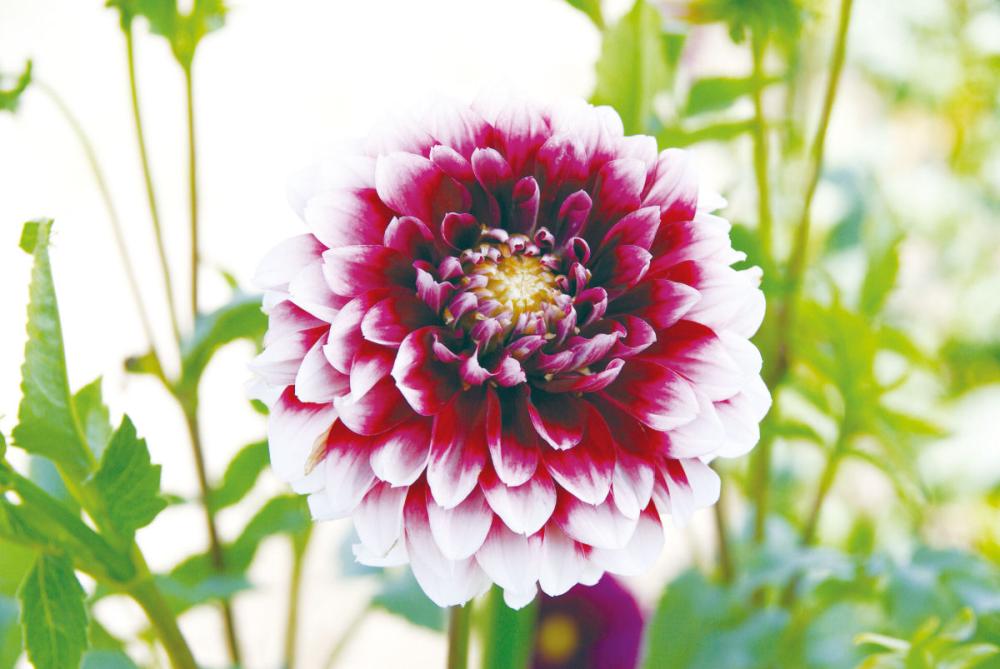 【春予約】　カットフラワーダリア　宴（うたげ）　１球　【申込期限：３月２２日（日）】