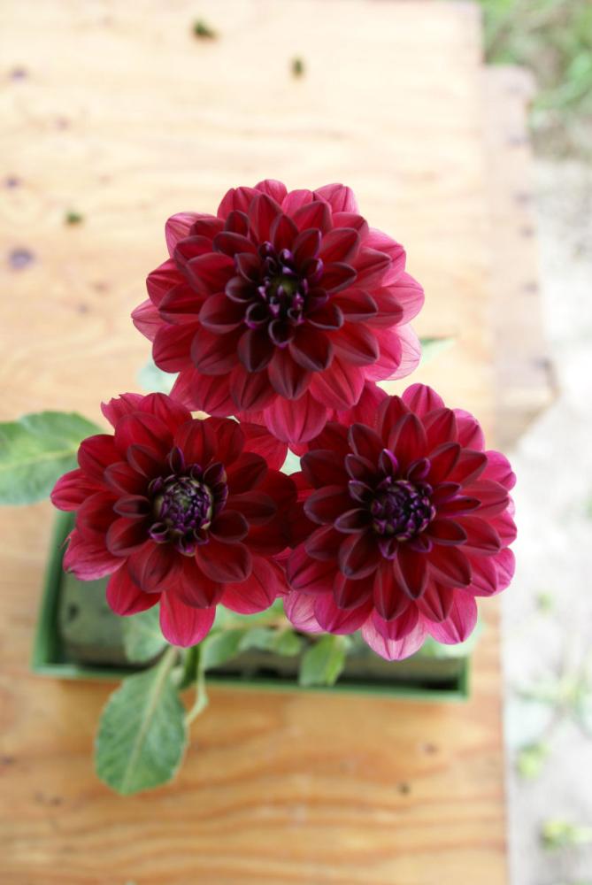 【春予約】　カットフラワーダリア　瑞鳳（ずいほう）　１球　【申込期限：３月２２日（日）】