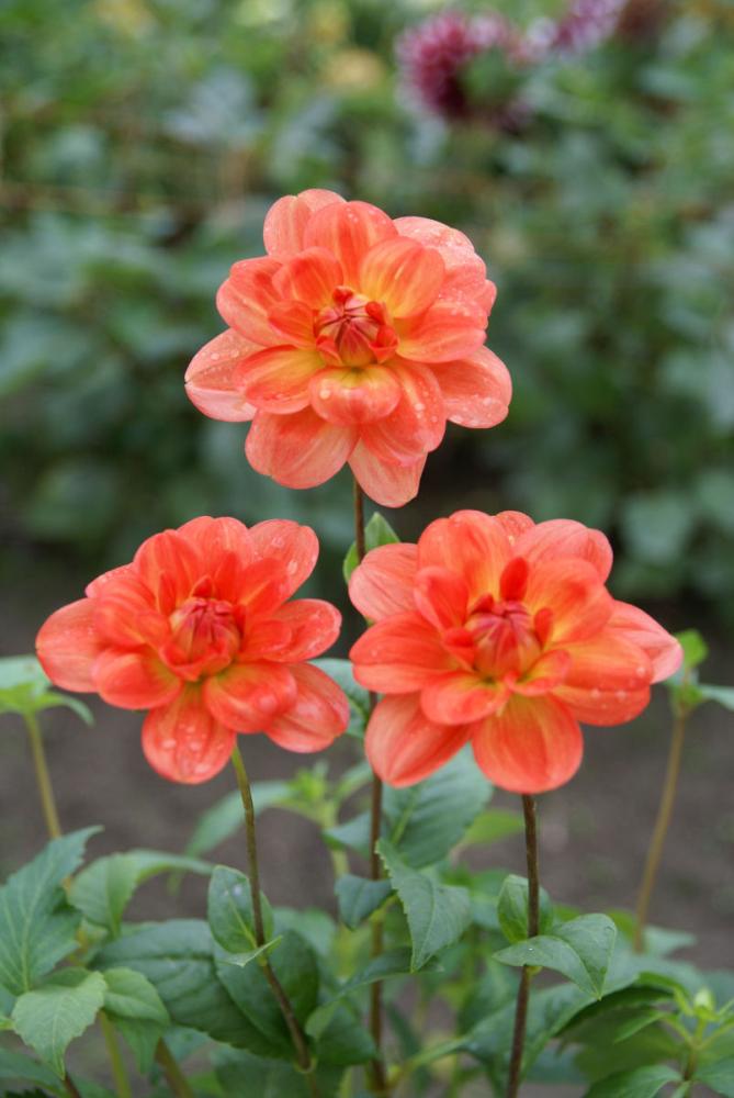 珠宝（しゅほう）