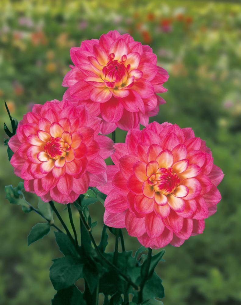 音江桜（おとえざくら）