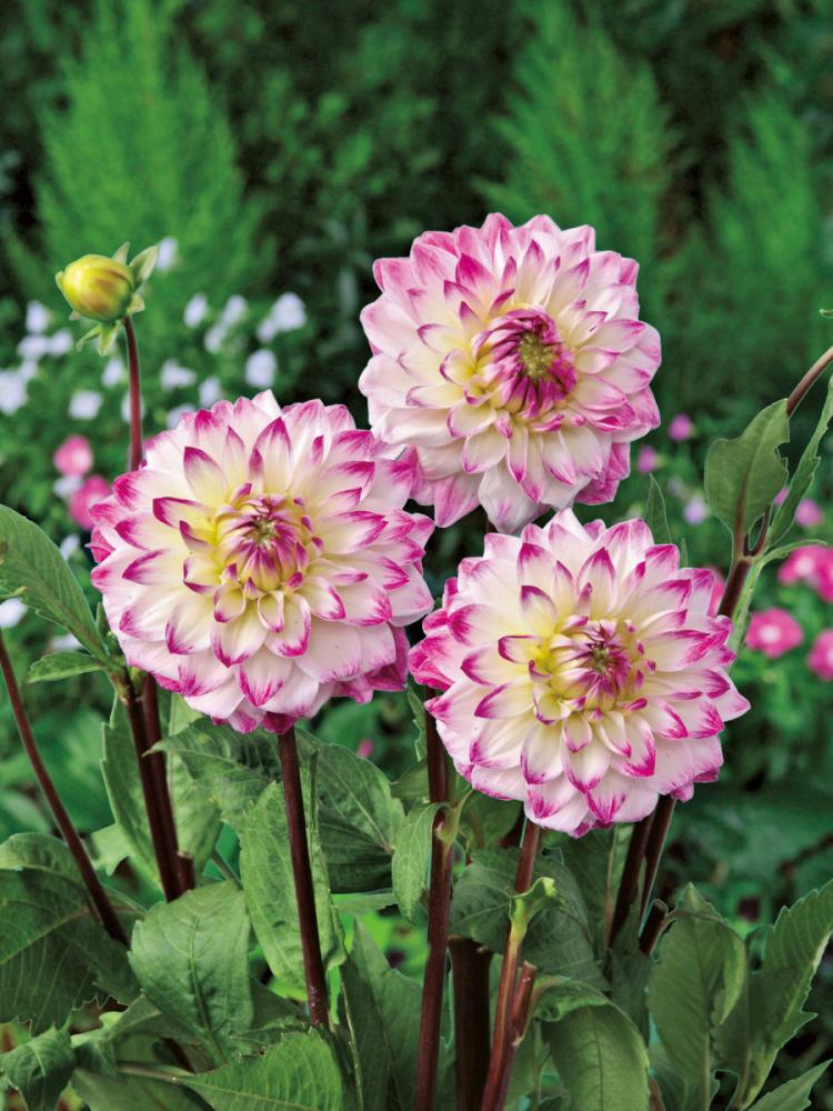 花祭り（はなまつり）