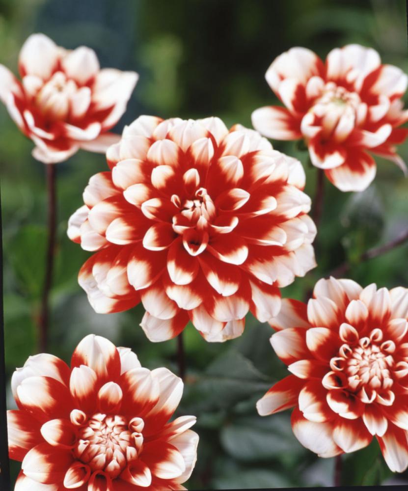 花の宴（はなのえん）