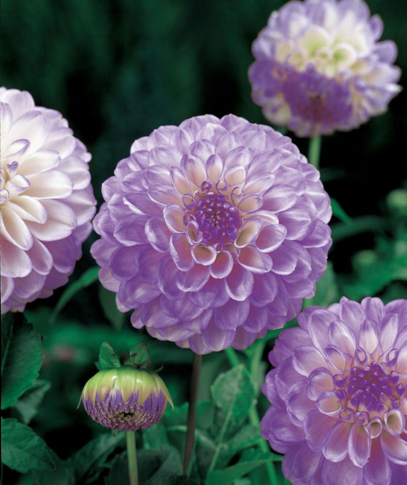 【春予約】　カットフラワーダリア　シニアボール　１球　【申込期限：３月２２日（日）】