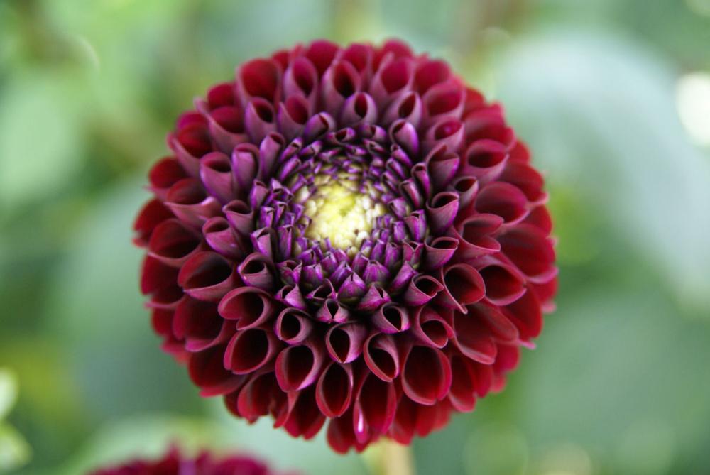 【春予約】　カットフラワーダリア　ナタール　１球　【申込期限：３月２２日（日）】