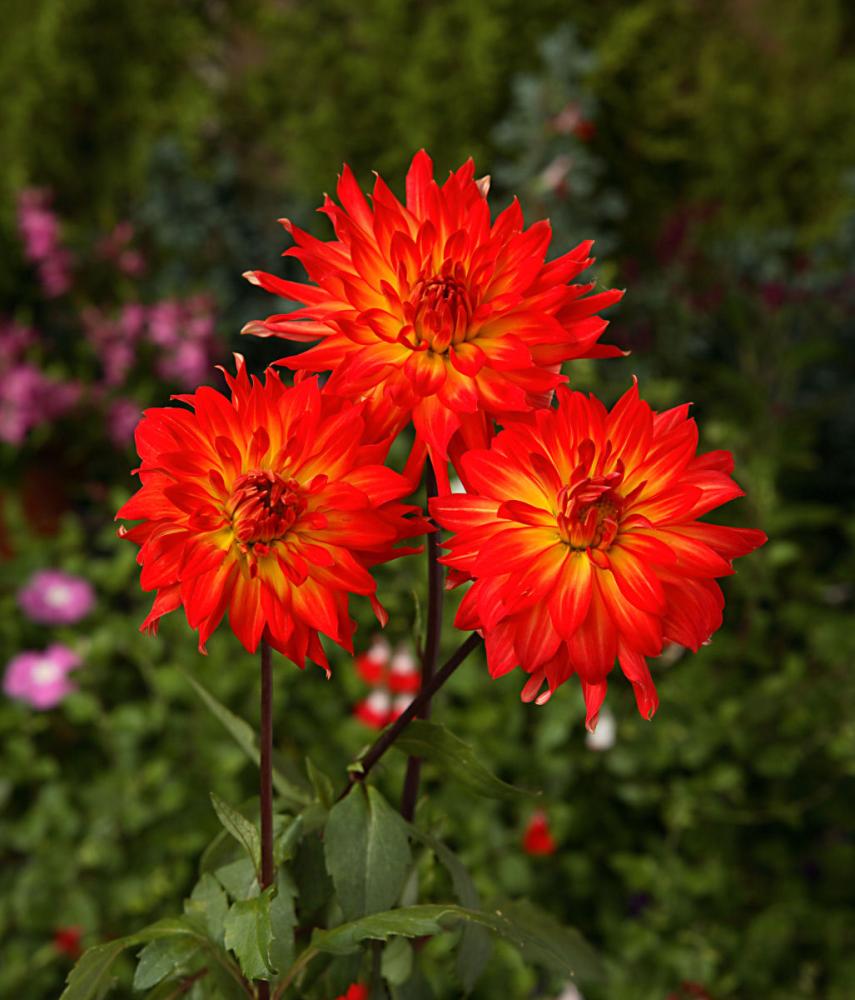 【春予約】　カットフラワーダリア　舞猩々（まいしょうじょう）　１球　【申込期限：３月２２日（日）】