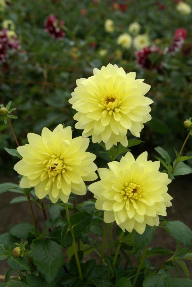 【春予約】　カットフラワーダリア　涼月（りょうげつ）　１球　【申込期限：３月２２日（日）】