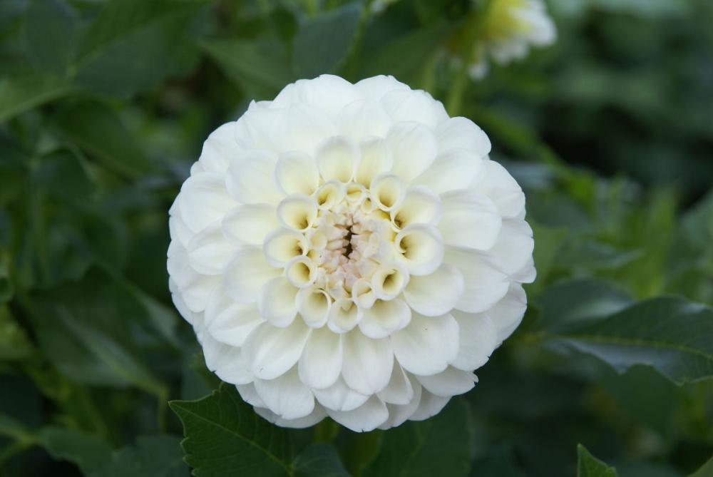 【春予約】　カットフラワーダリア　カタエクボ　１球　【申込期限：３月２２日（日）】