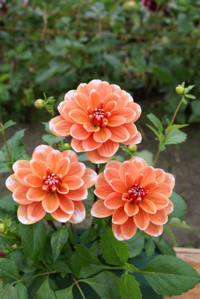 【春予約】　カットフラワーダリア　清雲（せいうん）　１球　【申込期限：３月２２日（日）】