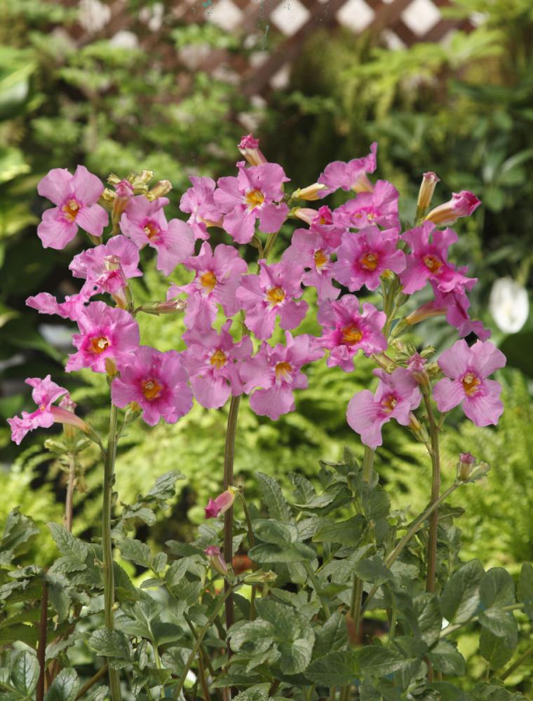 【春予約】　毎年花が咲く球根　インカルビレア　ピンク　１球　【申込期限：３月２２日（日）】