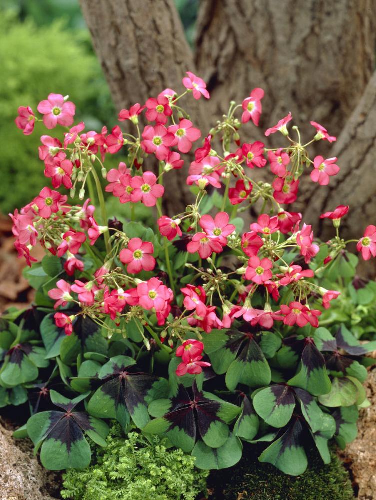【春予約】　毎年花が咲く球根　デッペイアイアンクロス（四葉のクローバー）　１球　【申込期限：３月２２日（日）】