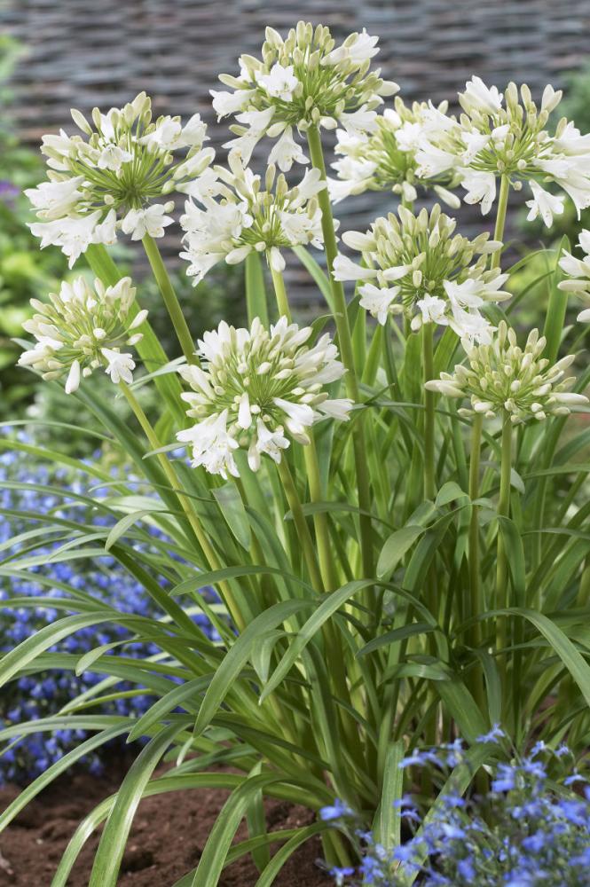 【春予約】　毎年花が咲く球根　アガパンサス　白　１球　【申込期限：３月２２日（日）】