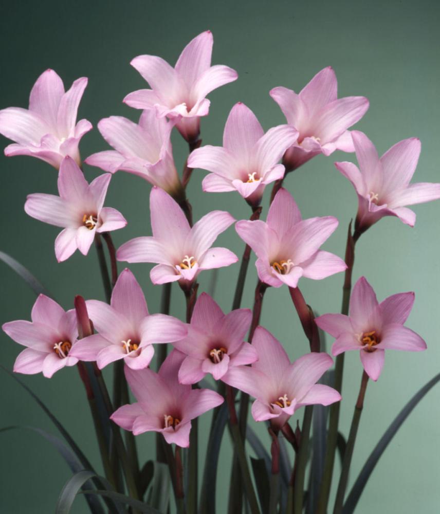 【春予約】　毎年花が咲く球根　ハブランサス　ロブスター　１０球　【申込期限：３月２２日（日）】