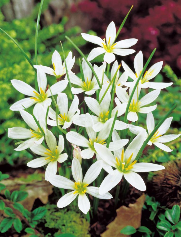 【春予約】　毎年花が咲く球根　ゼフィランサス　カンジタ（玉すだれ）　１０球　【申込期限：３月２２日（日）】