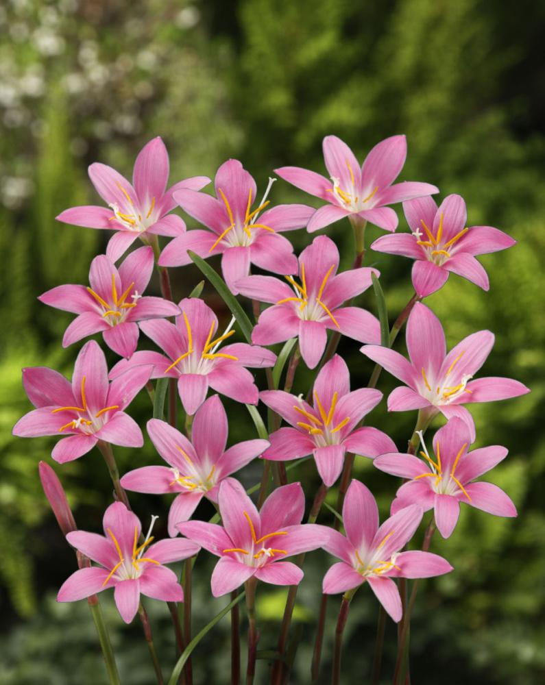 【春予約】　毎年花が咲く球根　ゼフィランサス　カリナータ　１０球　【申込期限：３月２２日（日）】