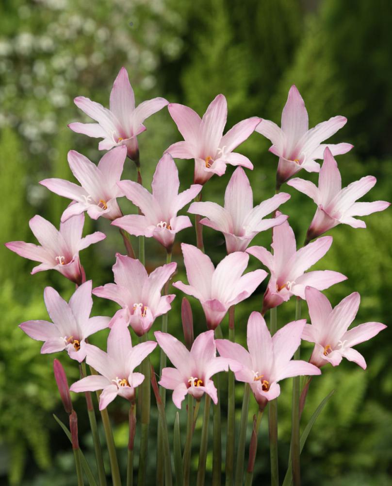 【春予約】　毎年花が咲く球根　ハブランサス　チェリーピンク　１０球　【申込期限：３月２２日（日）】