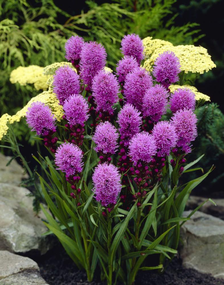 【春予約】　毎年花が咲く球根　リアトリス　コボルト　２球　【申込期限：３月２２日（日）】