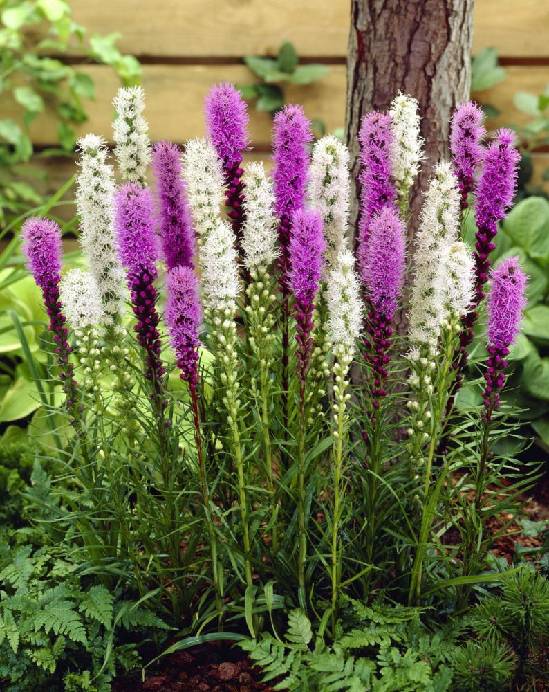 【春予約】　毎年花が咲く球根　リアトリス　混合　３球　【申込期限：３月２２日（日）】