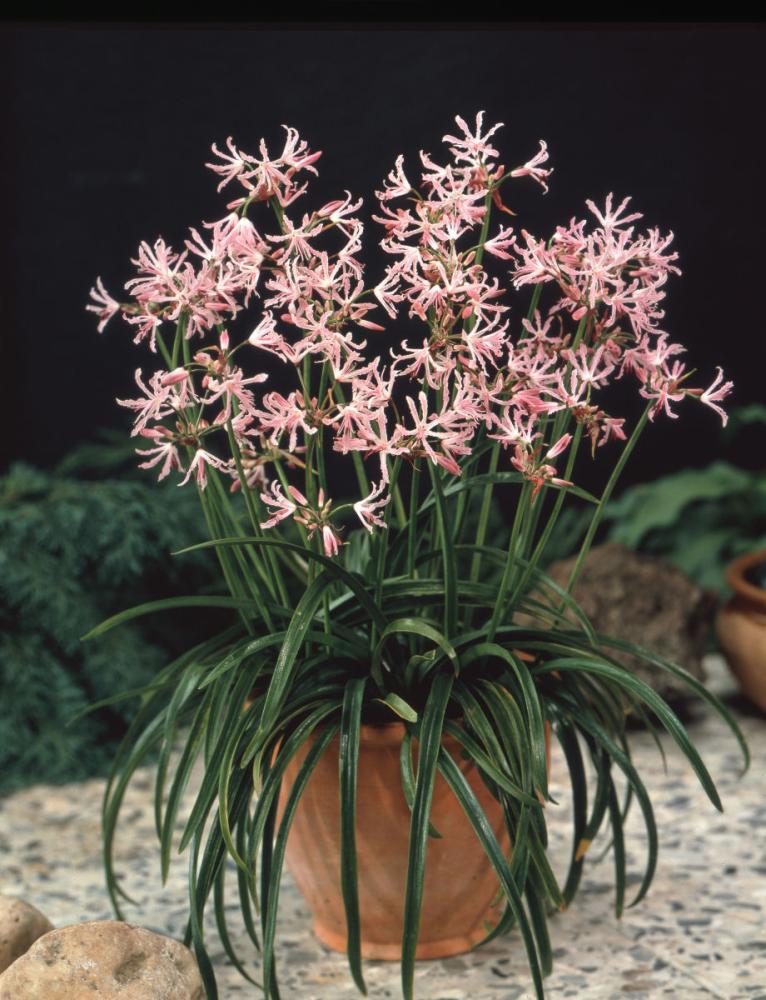 【春予約】　毎年花が咲く球根　ネリネ　クリスパ　１球　【申込期限：３月２２日（日）】