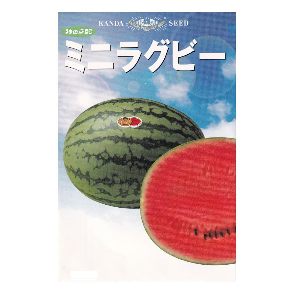 【宅配専用】　スイカ種子　ミニラグビー
