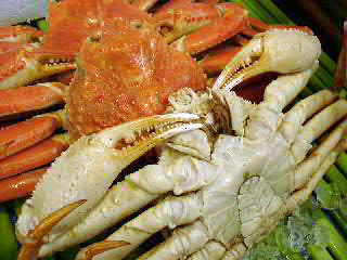 本ズワイ蟹３尾（総量１．５ｋｇ前後）