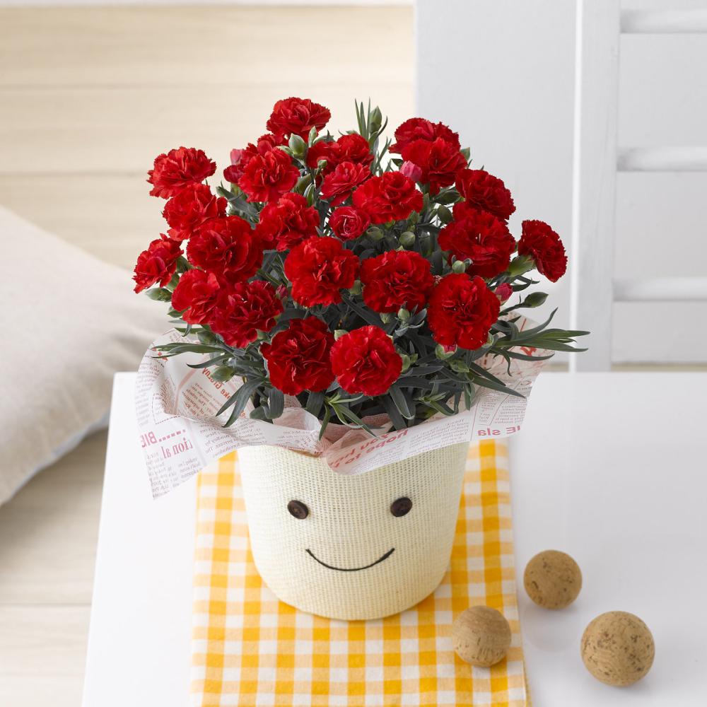 【母の日ギフト】　カーネーション　感謝の気持ち　５号鉢　【申込期限：５月６日】【お届け予定日：５月７日～１０日】