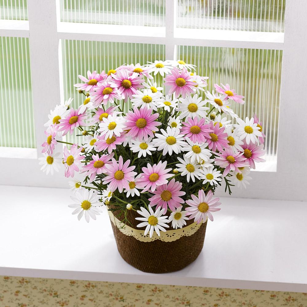 【母の日ギフト】　マーガレット　さくらべーる　１５ｃｍ　バスケット　【申込期限：５月６日】【お届け予定日：５月７日～１０日】