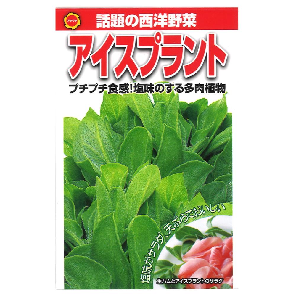 葉菜種子　アイスプラント