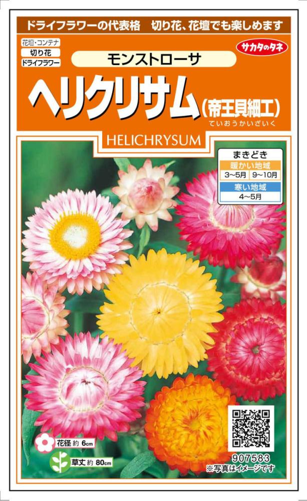 草花種子　ヘリクリサム（帝王貝細工）　モンストローサ