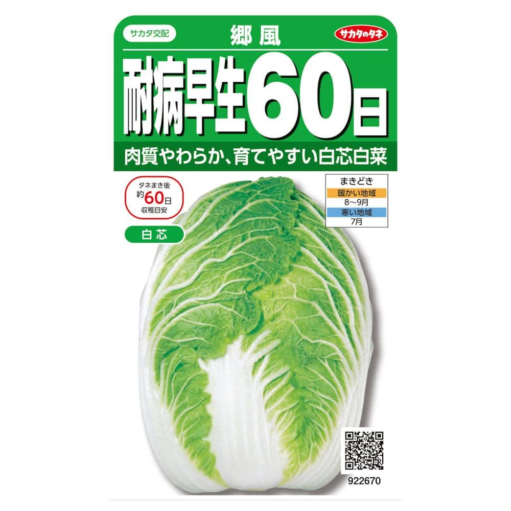 耐病早生６０日型　ハクサイ