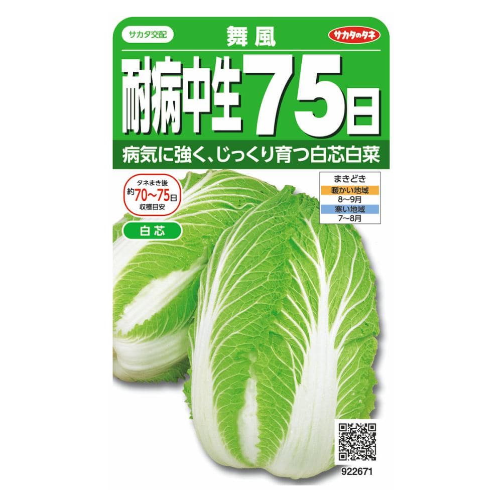 耐病中生７５日型　ハクサイ