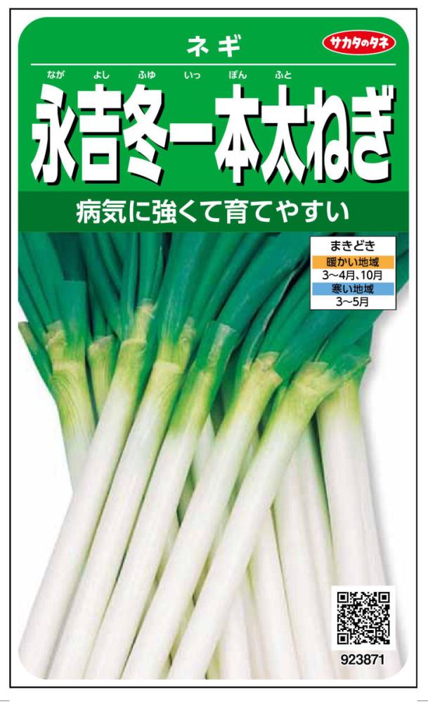 永吉冬一本太ねぎ