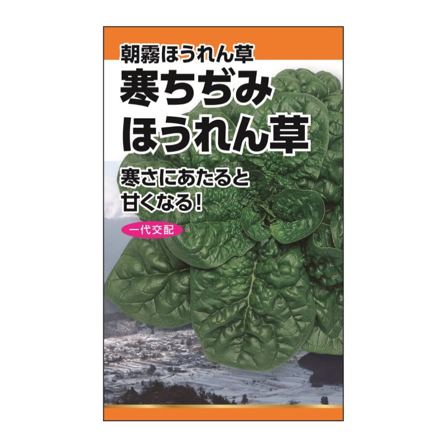 ニチノウのタネ　寒ちぢみほうれん草（朝霧ほうれん草）