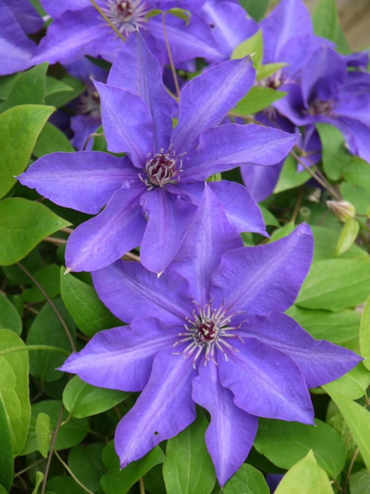 【春予約】　クレマチス　ラヌギノーサ系　ザ・プレジデント　【申込期限：３月２２日（日）】　【引渡予定日：４月４日（土）～１２日（日）】