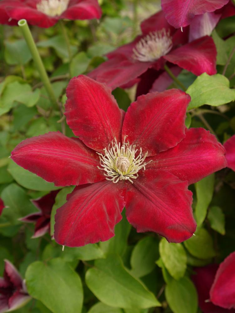 【春予約】　クレマチス　レイモンドエビソンシリーズ　レベッカ　【申込期限：３月２２日（日）】　【引渡予定日：４月４日（土）～１２日（日）】