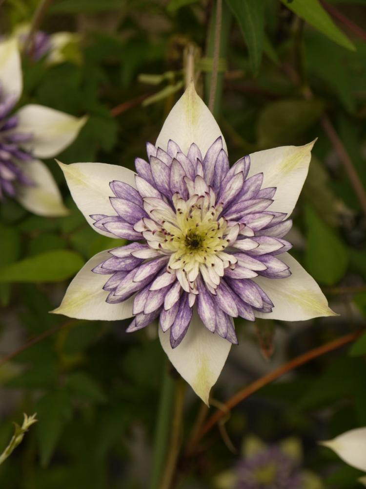 完売御礼【春予約】　クレマチス　レイモンドエビソンシリーズ　ビエネッタ　【申込期限：３月２２日（日）】　【引渡予定日：４月４日（土）～１２日（日）】