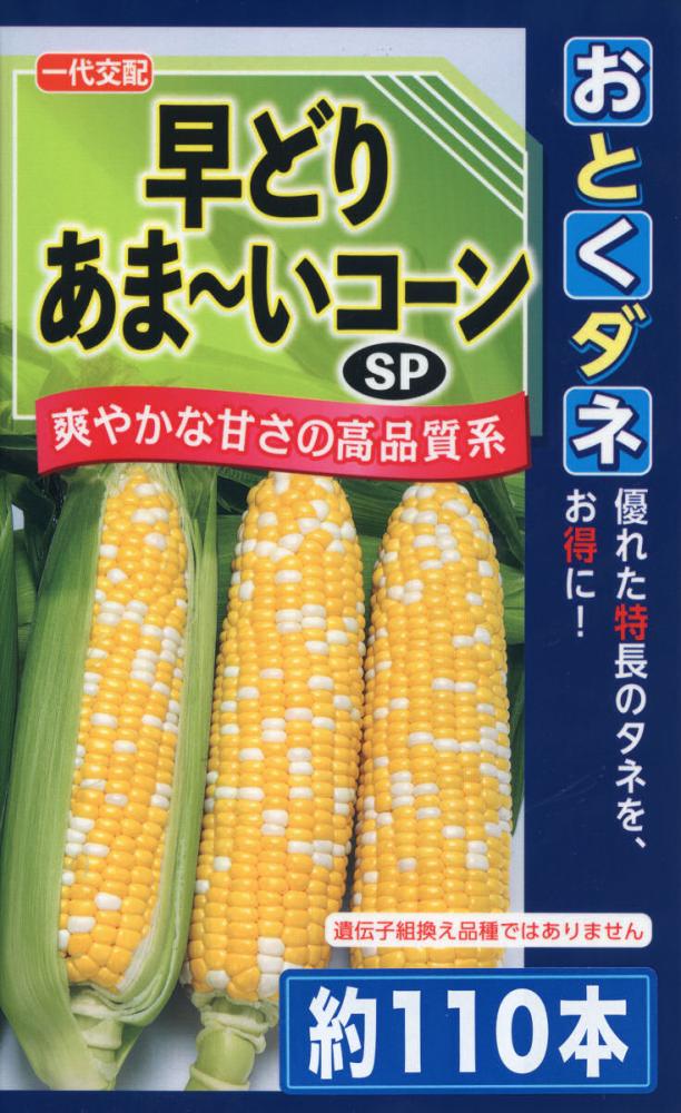 トウモロコシ種子　おとくダネ　早どりあまいコーンＳＰ