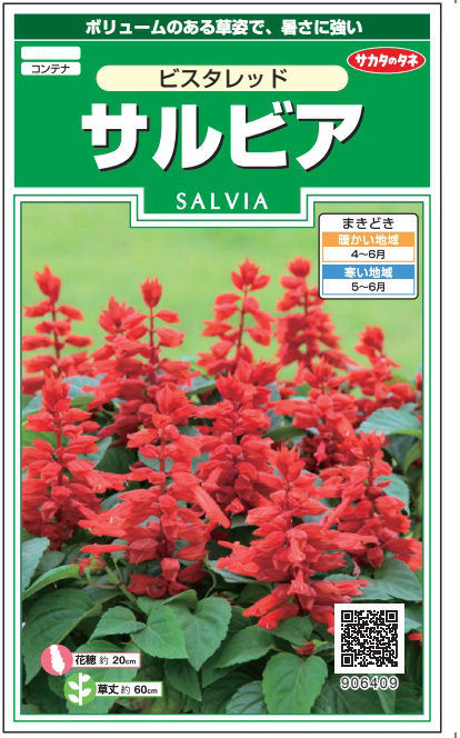 サルビア種子　サルビア　ビスタレッド