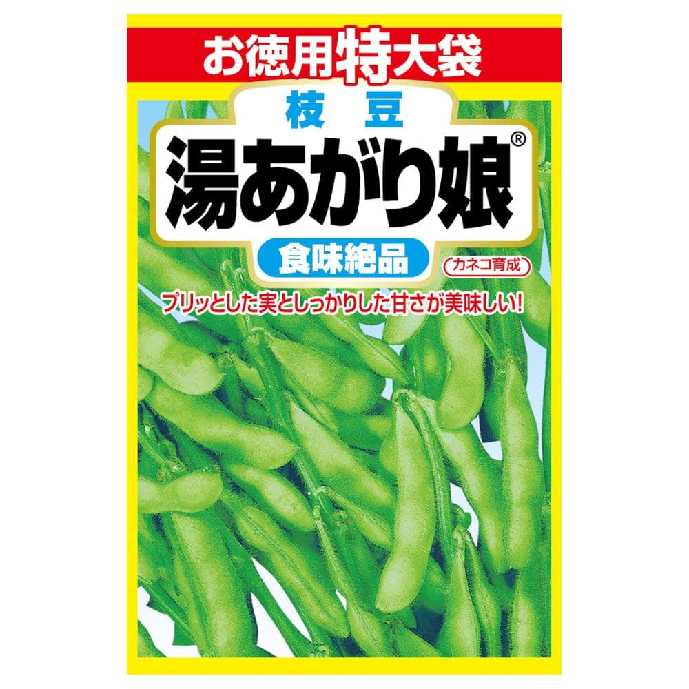 エダマメ種子　湯あがり娘　徳用特大