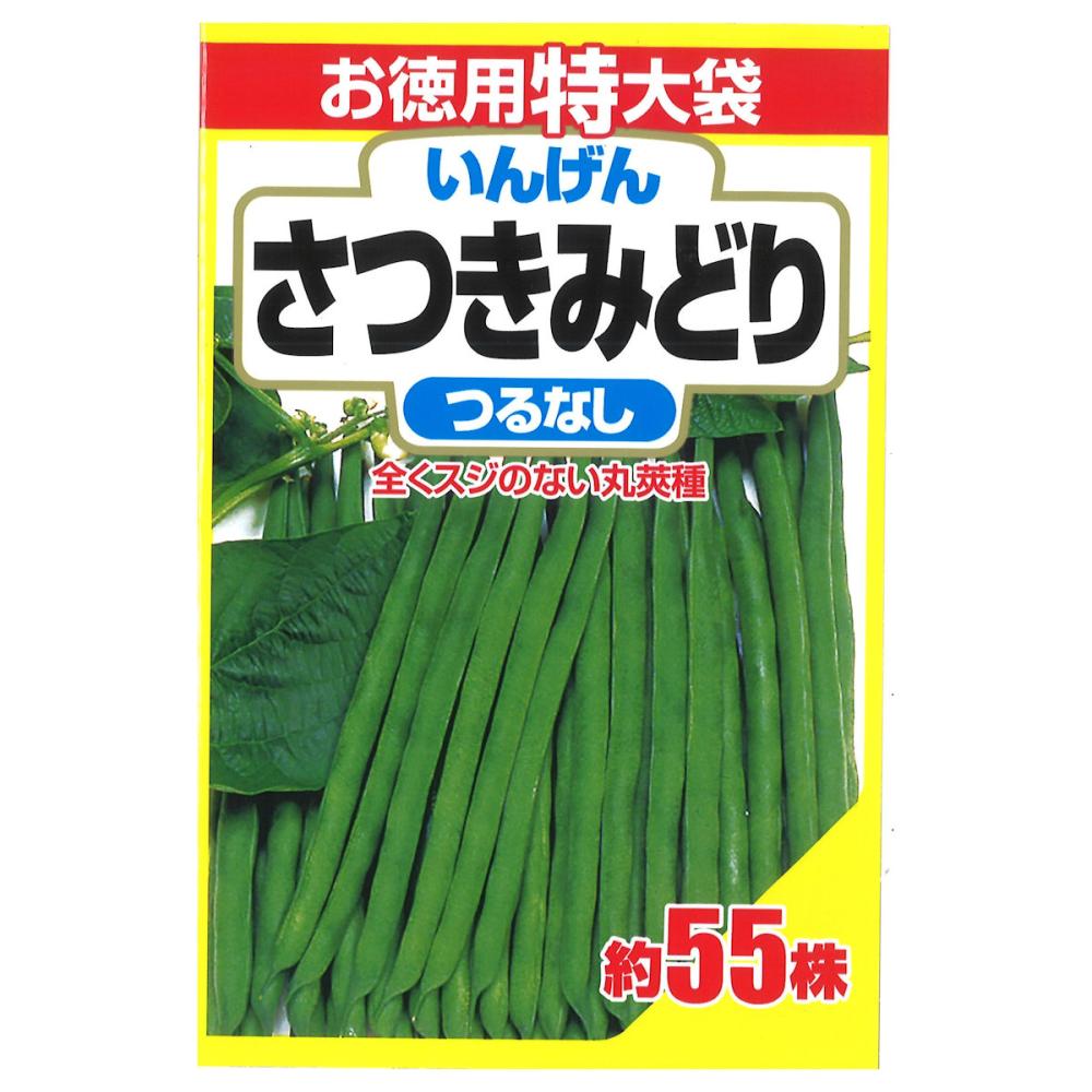 インゲン種子　つるなしさつきみどり２号　徳用特大