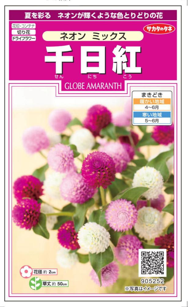 草花種子　千日紅　ネオンミックス