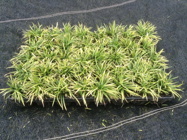 かぐや竜（カグヤリュウ）　１２０ポット　宅配専用