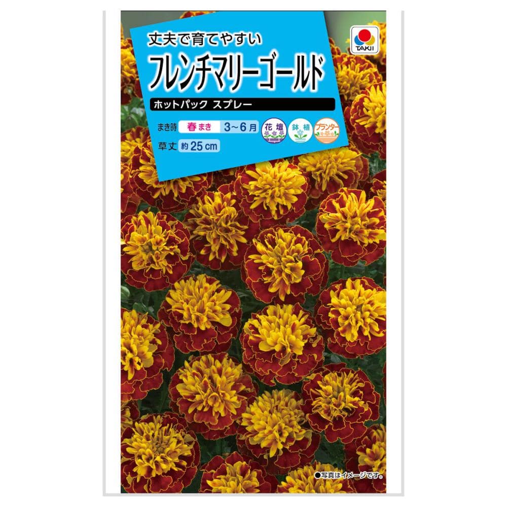 マリーゴールド種子　フレンチマリーゴールド　ホットパック　スプレー