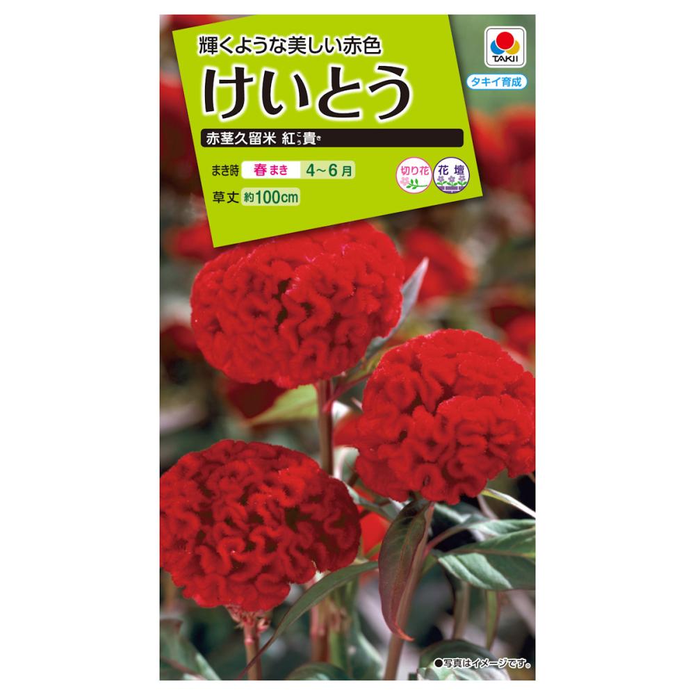 ケイトウ種子　けいとう　赤茎久留米　紅貴