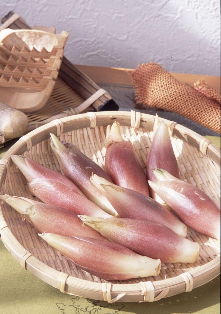 完売御礼【春予約】　みょうが　３ポットセット　【申込期限：３月２２日（日）】　【引渡予定日：４月１１日（土）～１９日（日）】