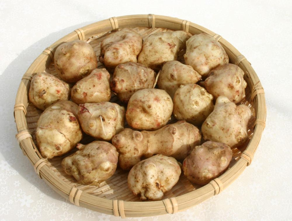 【春予約】　菊芋　３ポットセット　【申込期限：３月２２日（日）】　【引渡予定日：４月１１日（土）～１９日（日）】