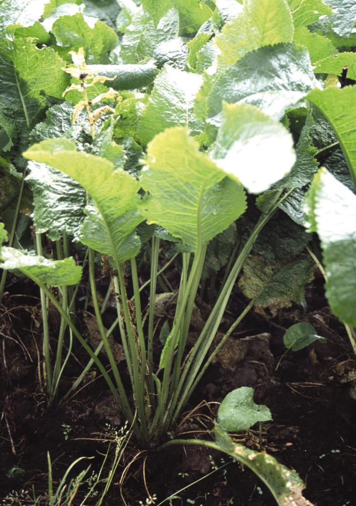 ワサビダイコン