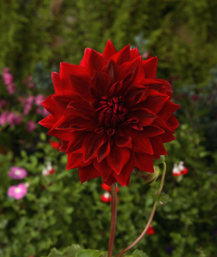 【春予約】　花の大きいダリア　ケノラワイルドファイヤー　１球　【申込期限：３月２２日（日）】