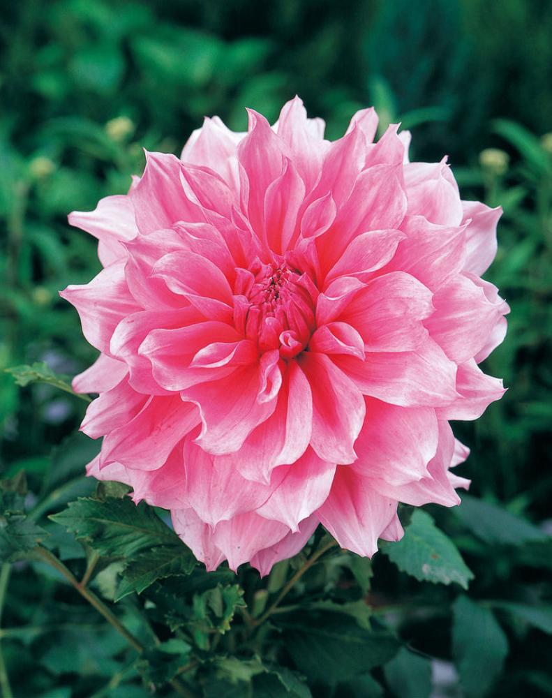 【春予約】　花の大きいダリア　クロイドンコメット　１球　【申込期限：３月２２日（日）】