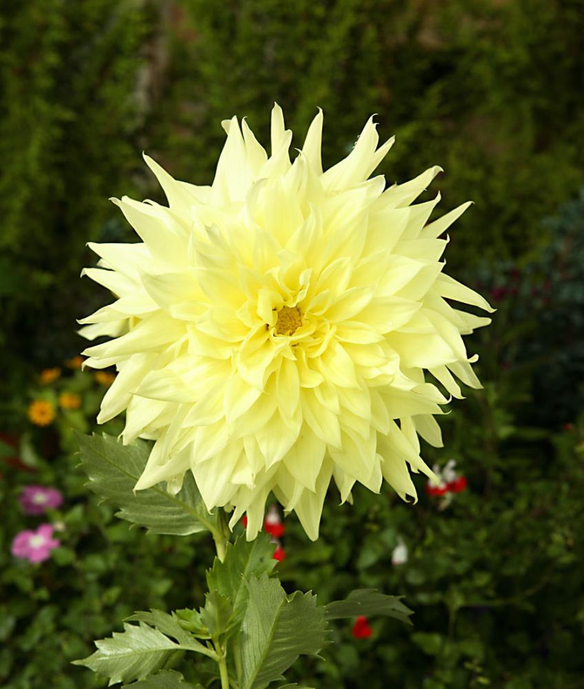 【春予約】　花の大きいダリア　サレムサンシャイン　１球　【申込期限：３月２２日（日）】