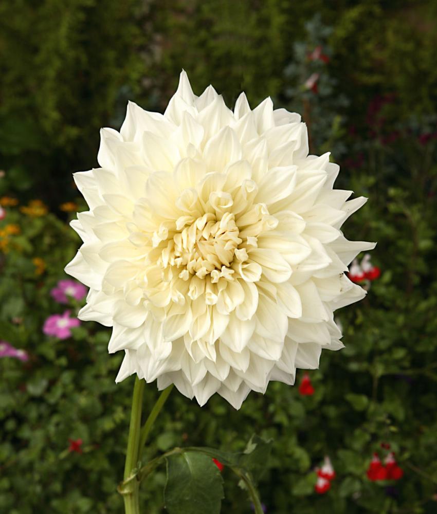 【春予約】　花の大きいダリア　白陽（はくよう）　１球　【申込期限：３月２２日（日）】